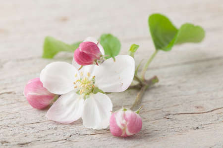 Apple blossom flowers on old white woodの写真素材
