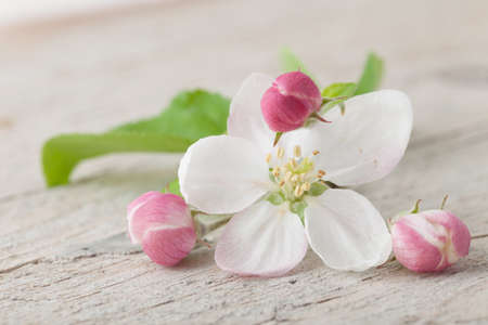 Apple blossom flowers on old white woodの写真素材