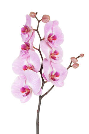 Pink streaked orchid flower (Phalaenopsis)の写真素材