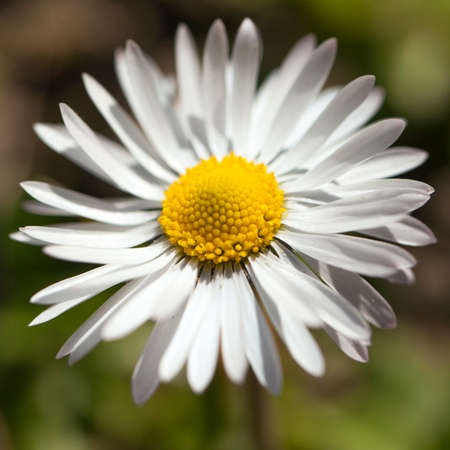 Single daisy flower blooming in  garden on blurred backgroundの写真素材