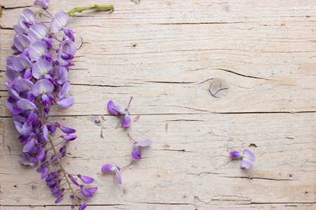 Violet wisteria flowers on white wooden background. Top view with copy space.の写真素材