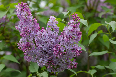 Violet, spring flowers of lilac (Syringa vulgaris)の写真素材