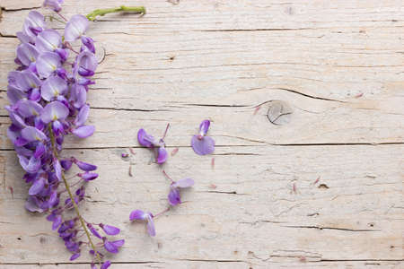 Violet wisteria flowers on white wooden background. Top view with copy space.の写真素材