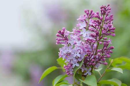 Violet, spring flowers of lilac (Syringa vulgaris) on light blurred background as copy spaceの写真素材
