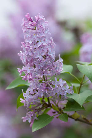 Violet, spring flowers of lilac (Syringa vulgaris) on light blurred backgroundの写真素材