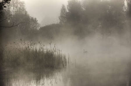 swan in the fog in the morningの写真素材