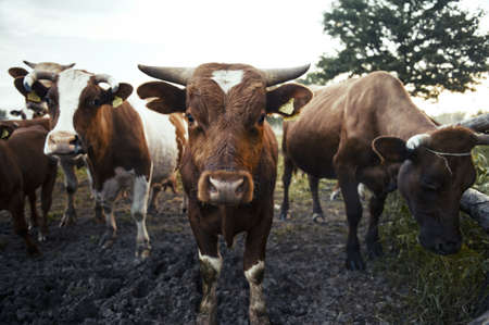 Cow on a summer pastureの写真素材