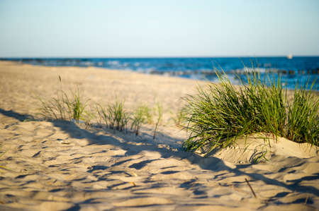Sand dunes near to the sea with grassの写真素材
