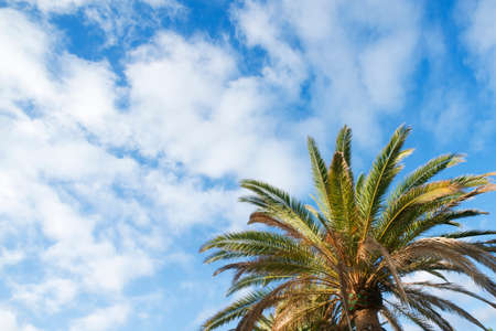 Green palm tree on blue sky with clouds backgroundの写真素材