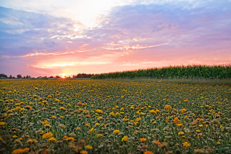 Flower field at sunset.