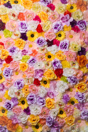Beautiful wall made of red violet yellow flowers press-wall, background, valentines day backgroundの写真素材
