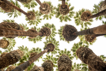Indigenous palms in Palm Canyon, Palm Springs