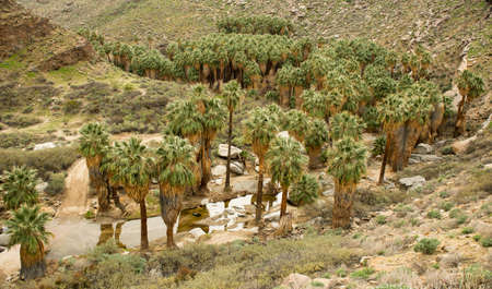 The palm trees in the indian canyon. Palm Springsの写真素材