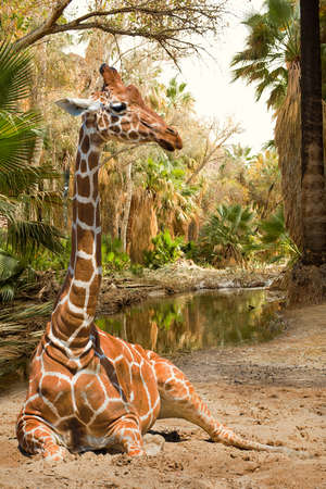 Magical view on giraffe near palms and riverの写真素材
