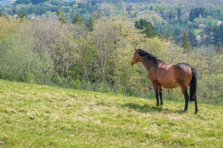 wild horse in a rural scenery. Ireland, powerscourt mountains, landscape
