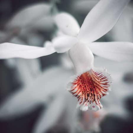 Macro of white petal, flower closeup. の写真素材