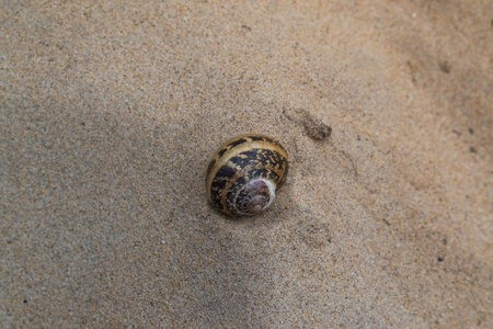 Shell on a beach in a summer day
