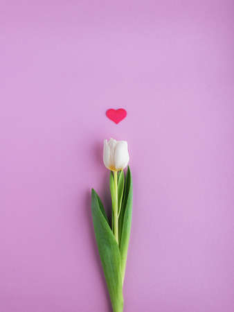 White tulip with heart on pink background. Happy Valentine's day concept.の写真素材