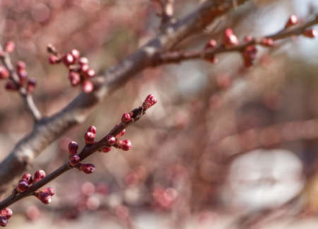 Cherry branch in early spring in the garden.の写真素材