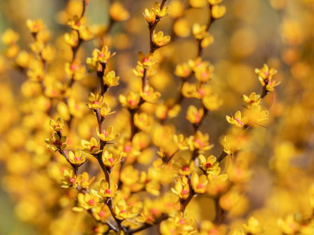 Blooming spring yellow buds on trees. Early spring concept.