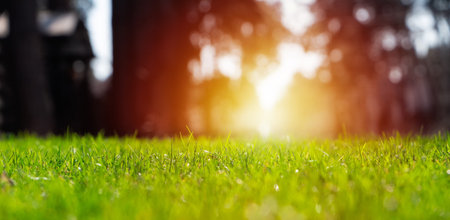 Beautiful view of backyard in sunny day. Green fresh grass lawn in sunlight. Spring landscaping in...