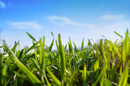 Young winter wheat in a field against a blue sky. Green grass under the sun in early spring.の写真素材