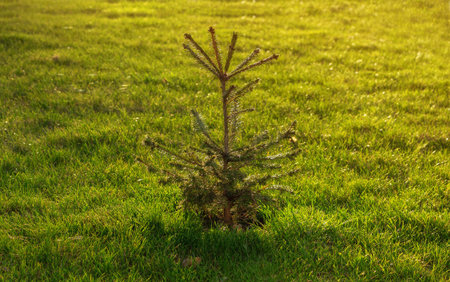 Young fir tree growing on a green lawn at sunset. Ornamental garden. Gardening concept.