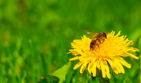 Bee collects pollen from a yellow dandelion on a background of green grass.