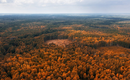 Aerial view of autumn forest. Felled area of the forest. Deforestation.