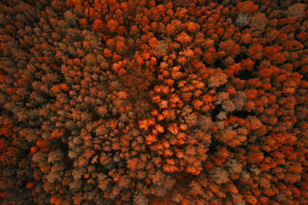 Aerial view of autumn forest with orange trees. Top view from a flying drone in the autumn forest.の写真素材