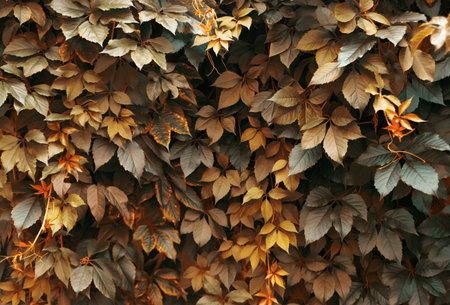 Autumn background from bush leaves. Yellow, green and orange fall foliage.