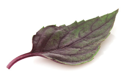 Close up of fresh dark purple basil herb leave isolated on white background.