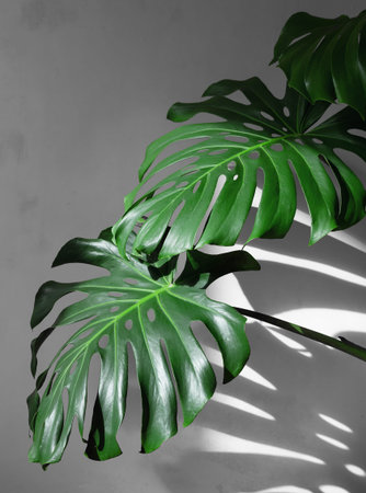 Monstera leaves under daylight with hard shadows against a white concrete wall. Minimalism.