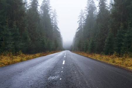 Road in the foggy autumn forest. Landscape of empty asphalt roadway, tall trees, yellow grass and...