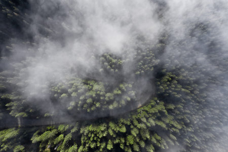 Top view of a coniferous forest with morning fog and dirt road.