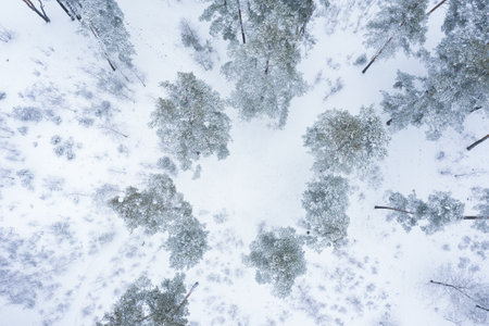 Aerial photo of frozen forest with trees covered in snow and ice. Winter landscape from aerial view.の写真素材
