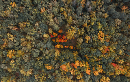 Beautiful autumn forest with multi colored foliage from aerial top view.