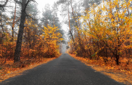 Asphalt road in foggy autumn forest with orange foliage. Autumn landscape.