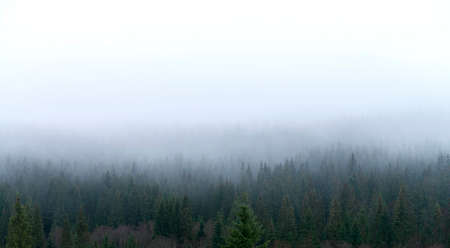 Coniferous forest on a mountain slope in the fog.の写真素材