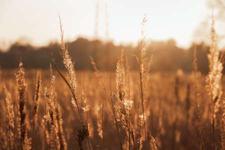 Field of dry grass under the rays of setting sun. Natural background.の写真素材