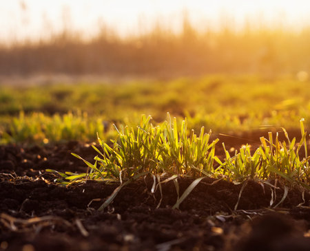 Sprouts of young barley or wheat under the rays of setting sun.