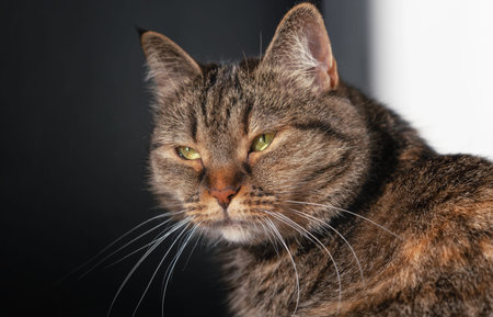 Close-up portrait of a cat with soft sunshine. Pets