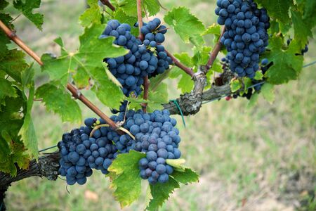 Red wine grapes on old vineの写真素材