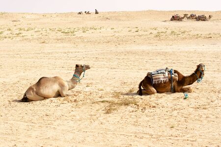 Camels, Sahara deserts, Tunisiaの写真素材