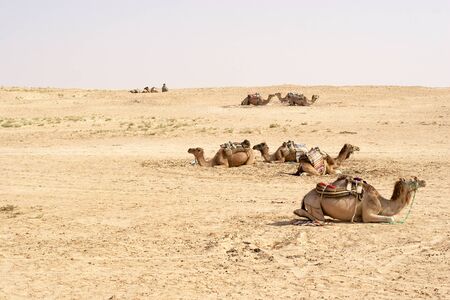 Camels, Sahara deserts, Tunisiaの写真素材