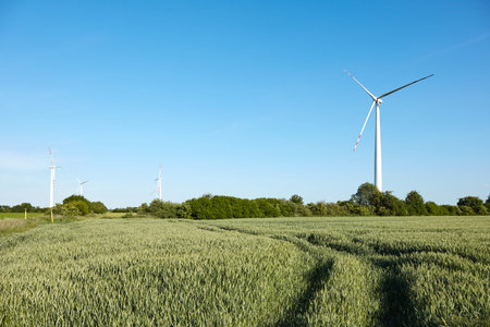 Wind turbines in wheat field. Poland