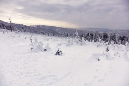Winter panorama in the mountains. In the foreground, young trees covered with snow and ice. Beskidy Mountains, Polandの写真素材