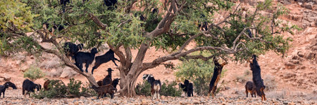 Goats graze in argan trees, Moroccoの写真素材