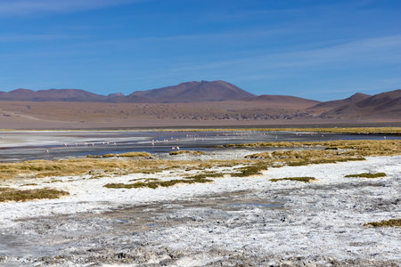 Salt flats stretch across Avaroa National Park with sparse vegetation and a flock of flamingos wading in shallow waters. Majestic mountains rise in the background under a clear blue sky.の写真素材
