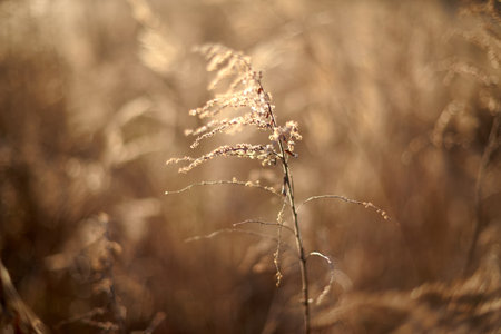 Golden light illuminates slender grass standing tall in a vast field, creating a serene and peaceful atmosphere during the late afternoon in autumnの写真素材